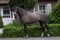 Horse ad