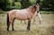 Horse ad