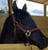 Horse ad