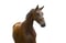 Annuncio cavallo