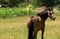 Horse ad