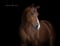 Horse ad