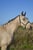 Horse ad