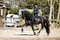 Horse ad