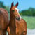 Annuncio cavallo