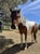 Horse ad