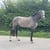 Annuncio cavallo