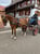 Anuncio de caballos