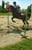 Annuncio cavallo