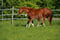 Annuncio cavallo