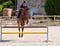Annuncio cavallo