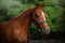 Annuncio cavallo