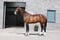 Annuncio cavallo