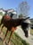 Horse ad