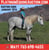 Annuncio cavallo