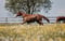 Annuncio cavallo