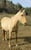 Annonce cheval