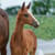 Horse ad