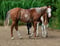 Annuncio cavallo