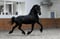 Horse ad