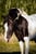 Annuncio cavallo