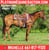 Horse ad