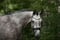 Horse ad