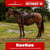 Paardadvertentie
