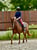 Horse ad