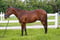 Annuncio cavallo