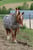 Anuncio de caballos