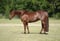 Annuncio cavallo