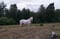 Horse ad