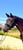 Horse ad