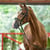 Annuncio cavallo