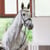 Paardadvertentie