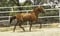 Annuncio cavallo