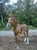 Annonce cheval