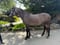 Annonce cheval