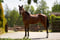 Horse ad