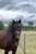 Annonce cheval