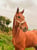 Paardadvertentie