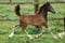Horse ad