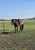 Horse ad