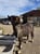 Horse ad