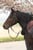 Horse ad
