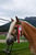 Anuncio de caballos