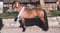Horse ad