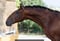 Annuncio cavallo