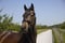 Annuncio cavallo